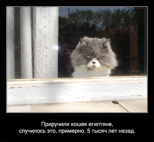 http://prettypussicat.narod.ru/galery/fact/019.jpg
