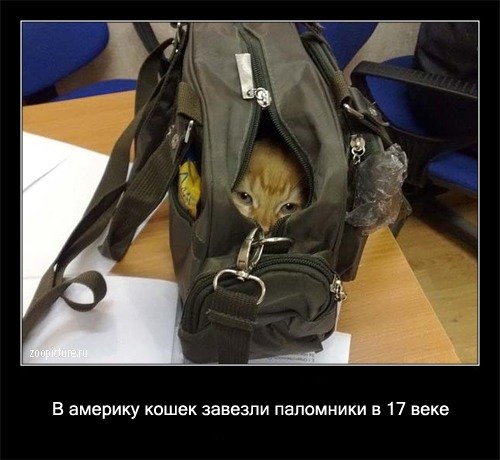 http://prettypussicat.narod.ru/galery/fact/021.jpg