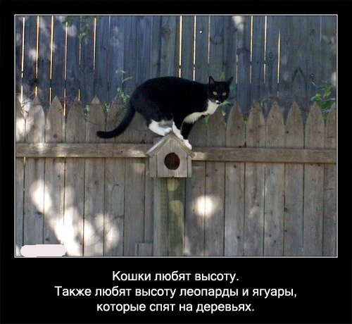 http://prettypussicat.narod.ru/galery/fact/037.jpg