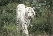 Тигры альбиносы