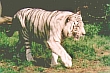 Тигры альбиносы